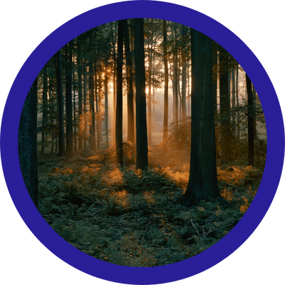 Lainaa metsän hankintaan