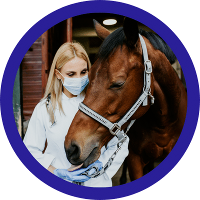 Lemmikkieläin laina netistä