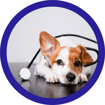 rahoitus lemmikin kustannuksiin